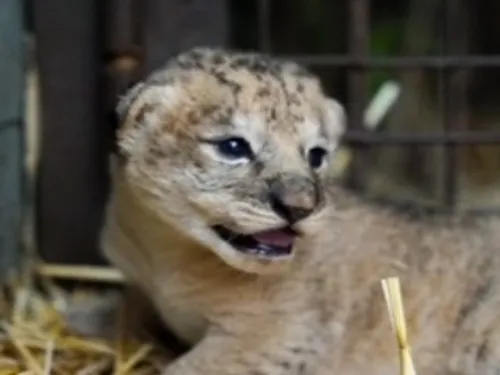 Carnet rose : deux lionceaux naissent au Zoo d’Amnéville